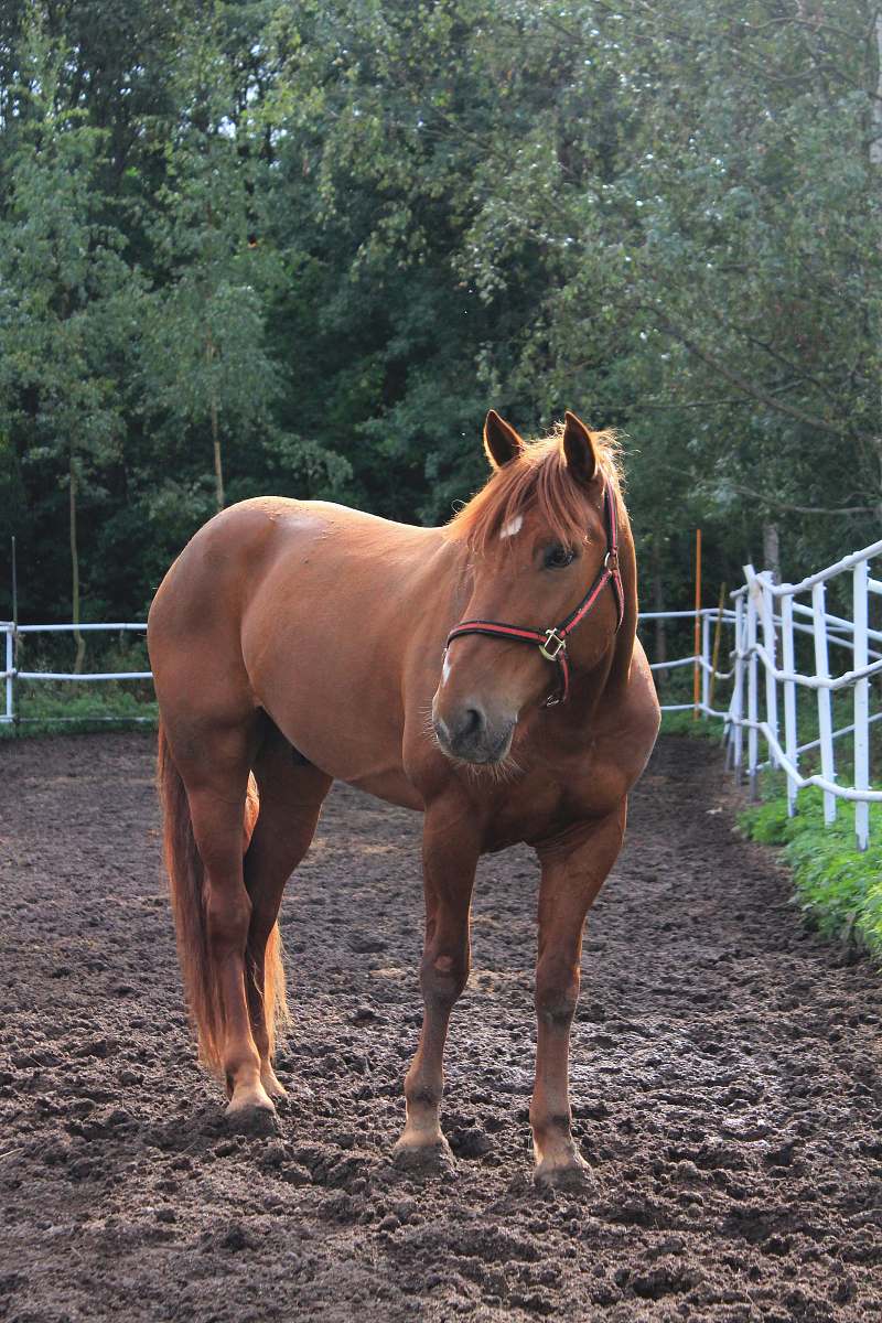 mammal brown horse near fence horse