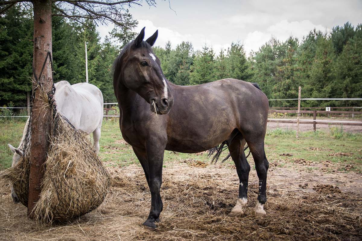 mammal brown horse near tree horse