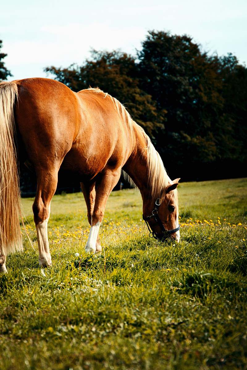 horse brown horse on grass field nature