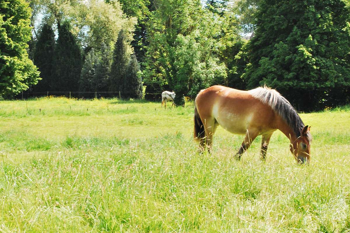 nature brown horse on green grass during daytime horse