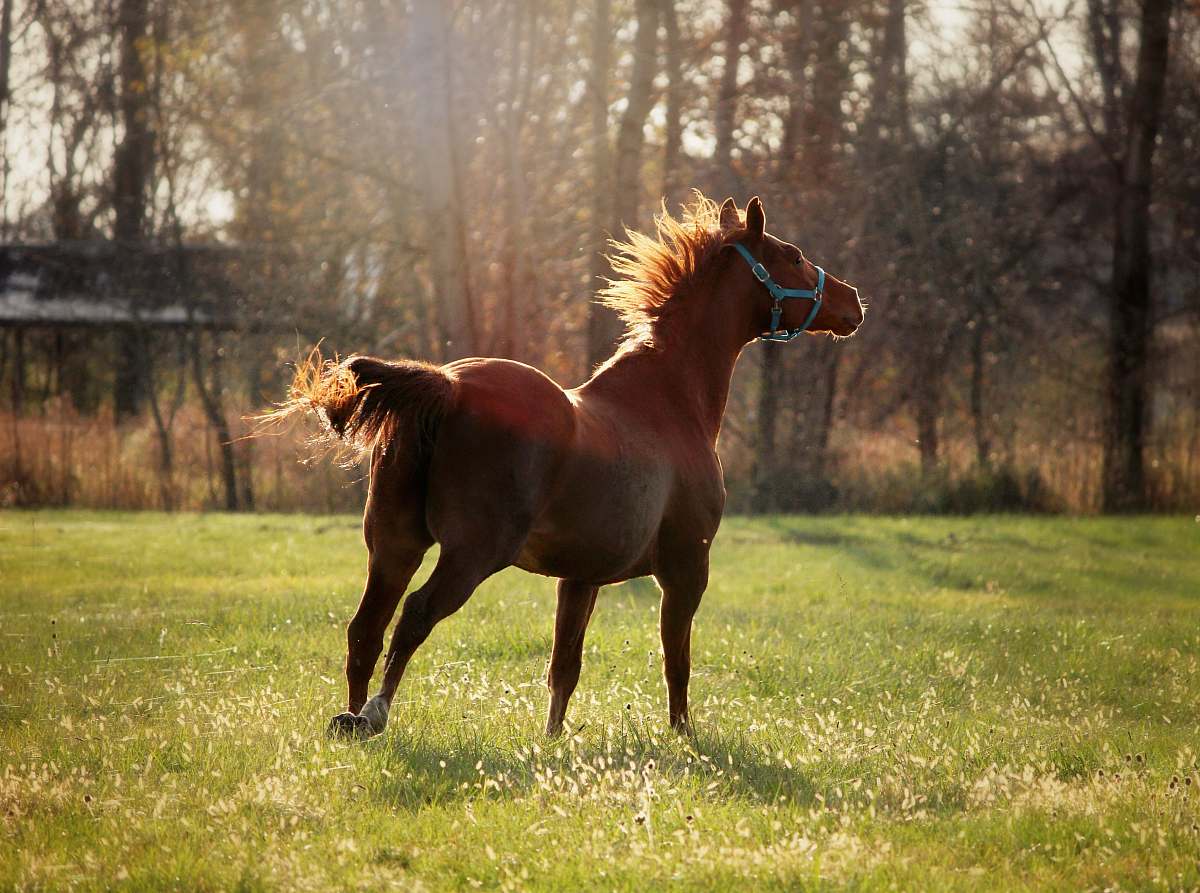 mammal brown horse photograph horse