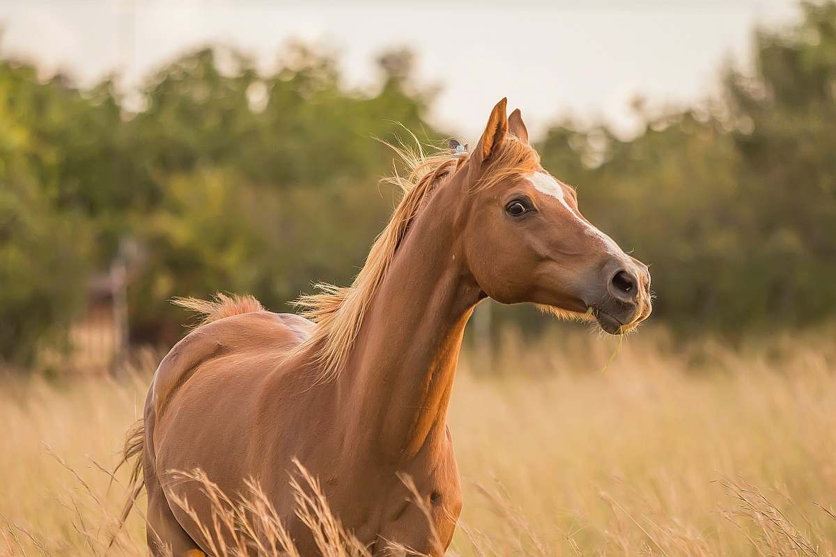 horse brown horse standing near grass mammal