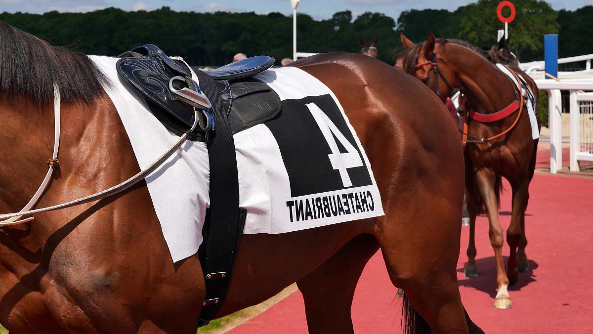 mammal brown horse with black saddle during daytime horse