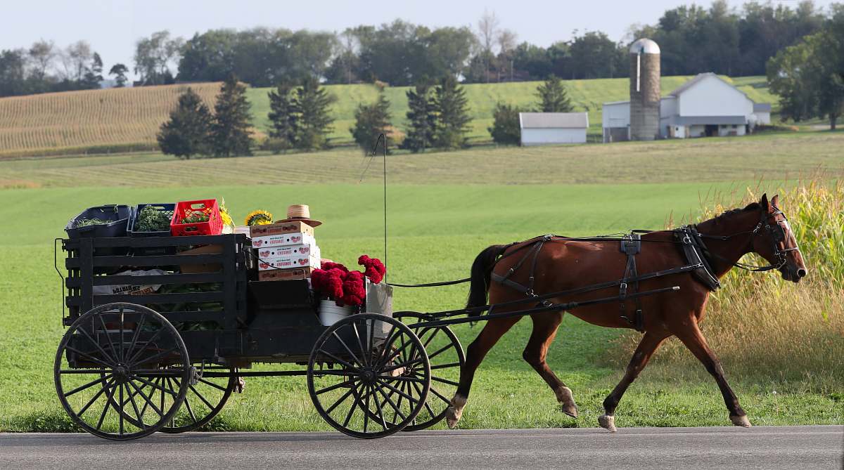 horse brown horse with carriage on road mammal
