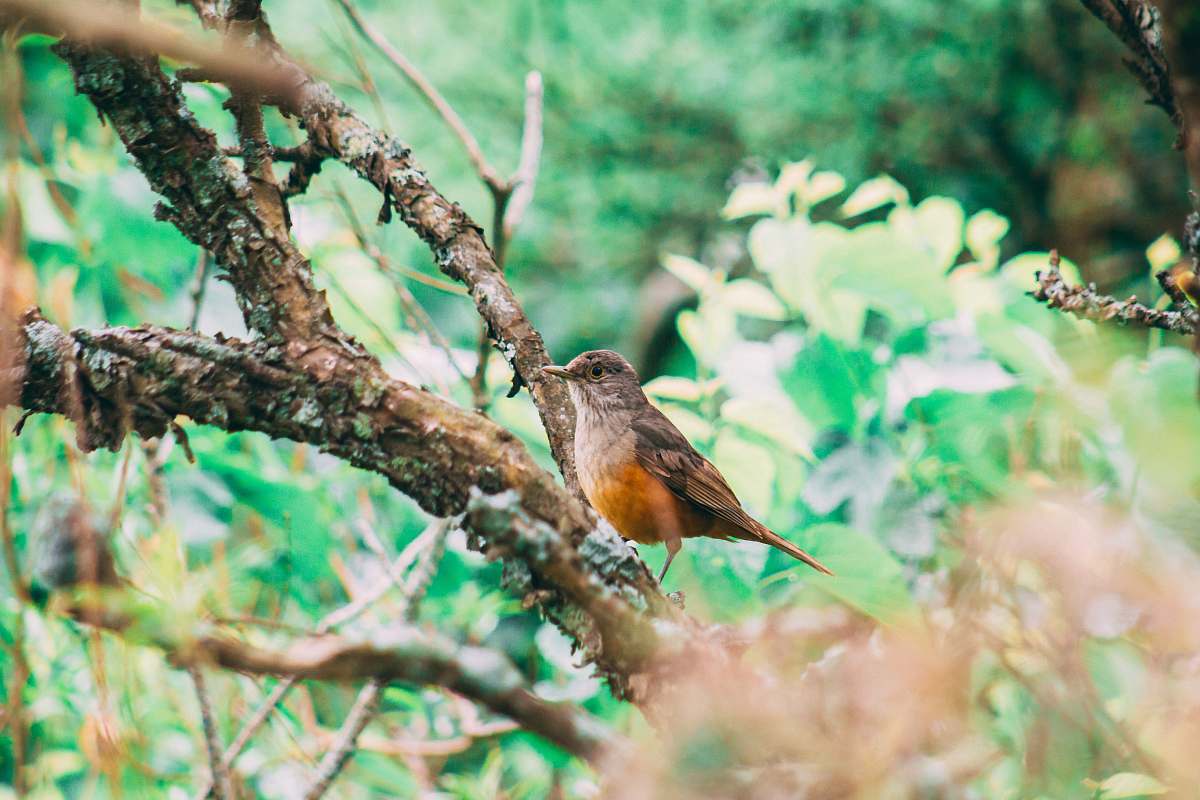 bird brown hummingbird on tree plant