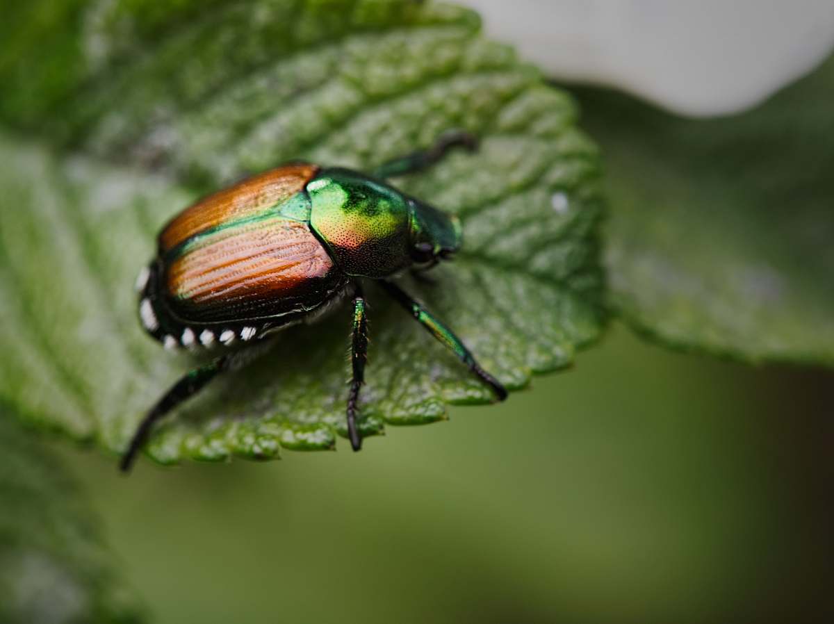 insect brown insect invertebrate