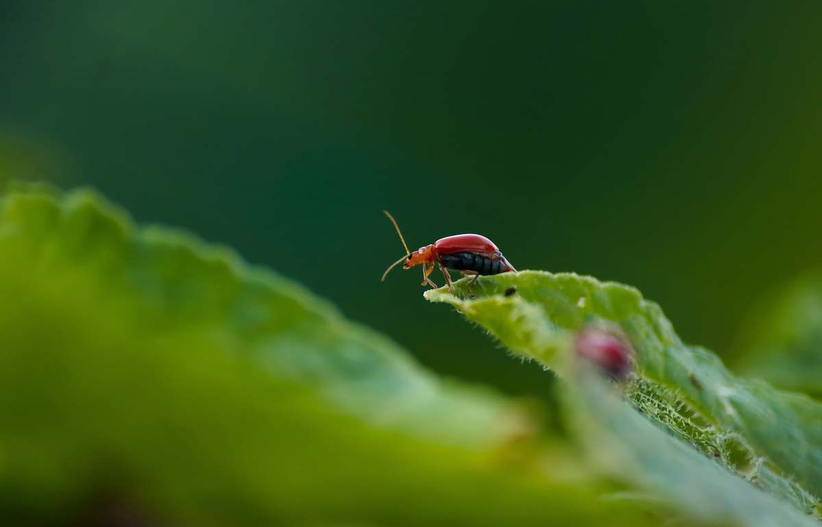 invertebrate brown insect on green leaf close-up photo insect