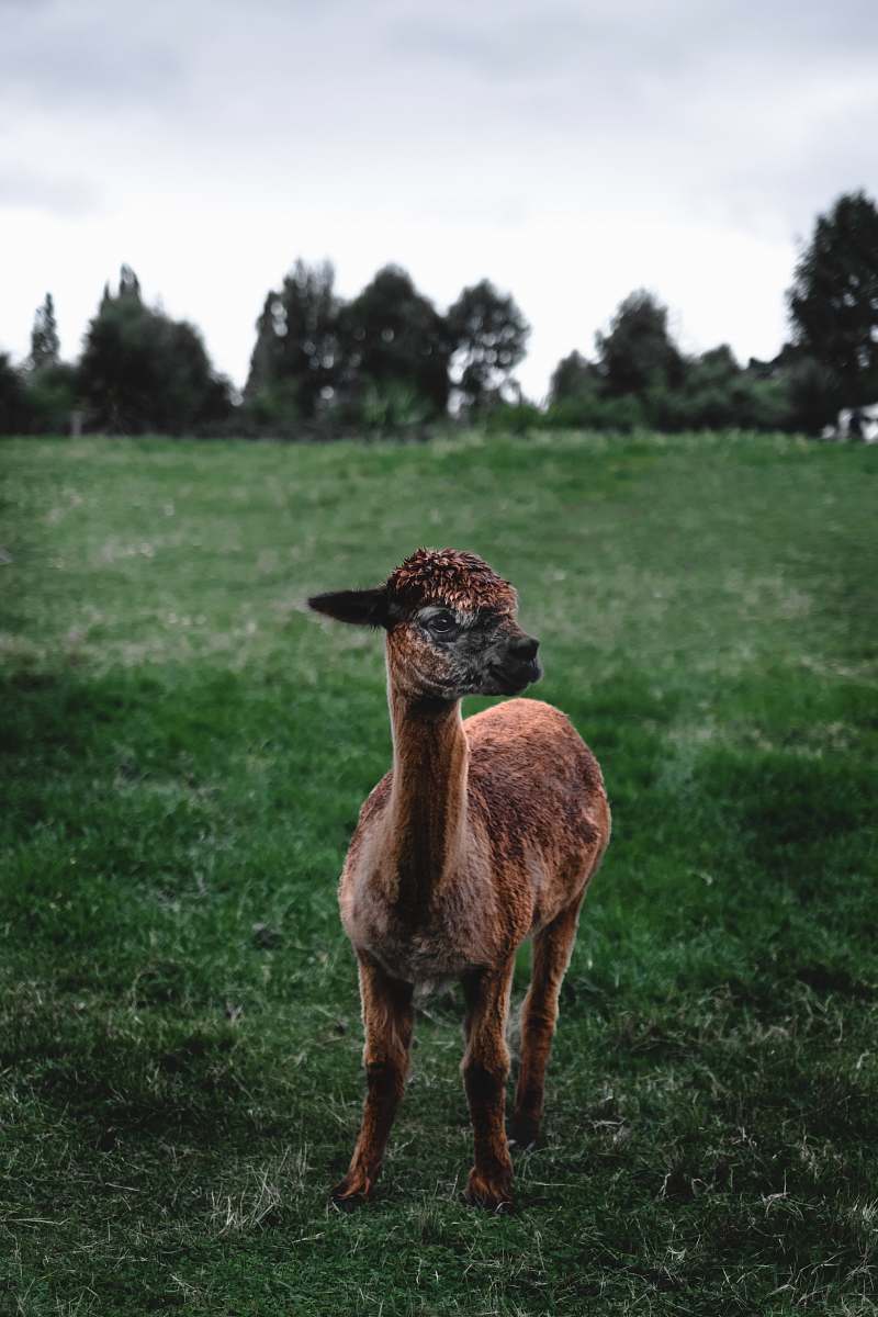 llama brown lamb on meadow alpaca