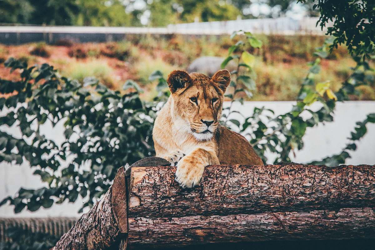 lion brown lioness laying on tree stem lioness