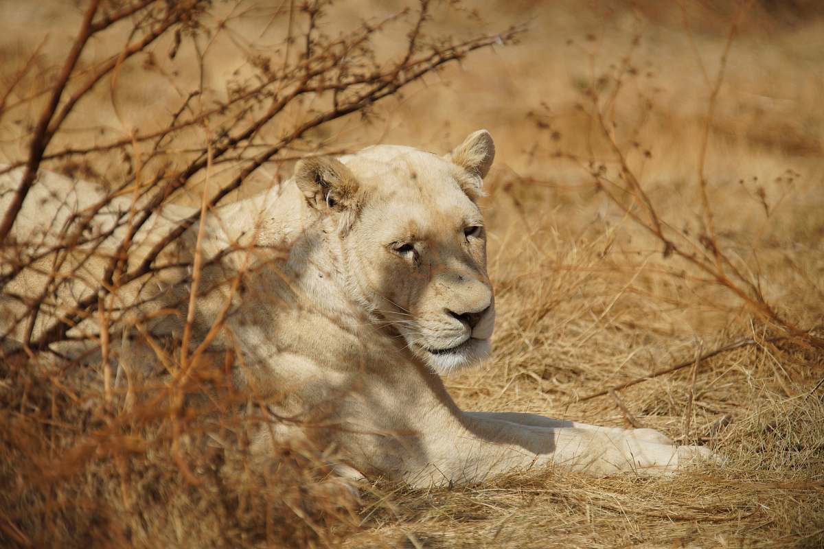 mammal brown lioness lying on brown grass lion