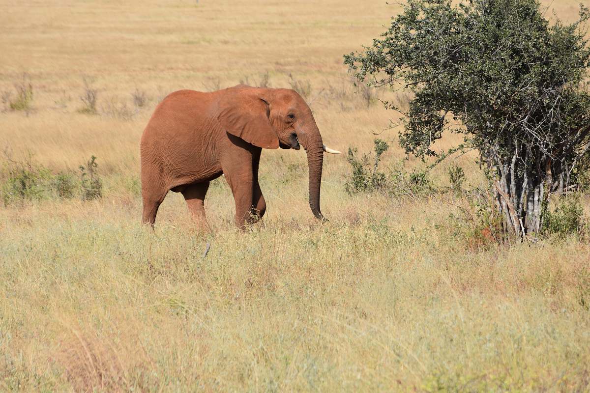 mammal brown mammoth on open field during daytime wildlife
