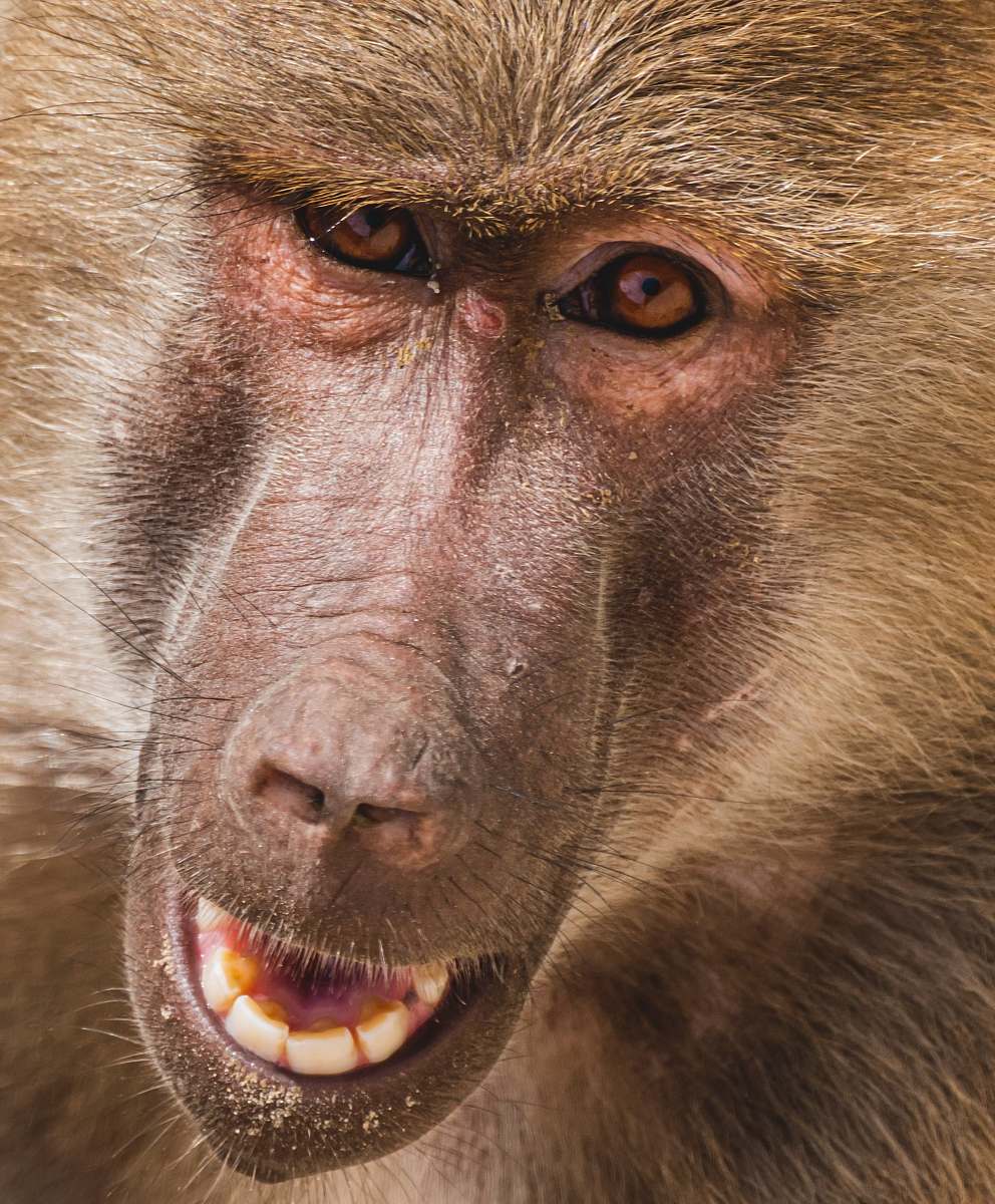 mammal brown monkey face in close-up photo monkey