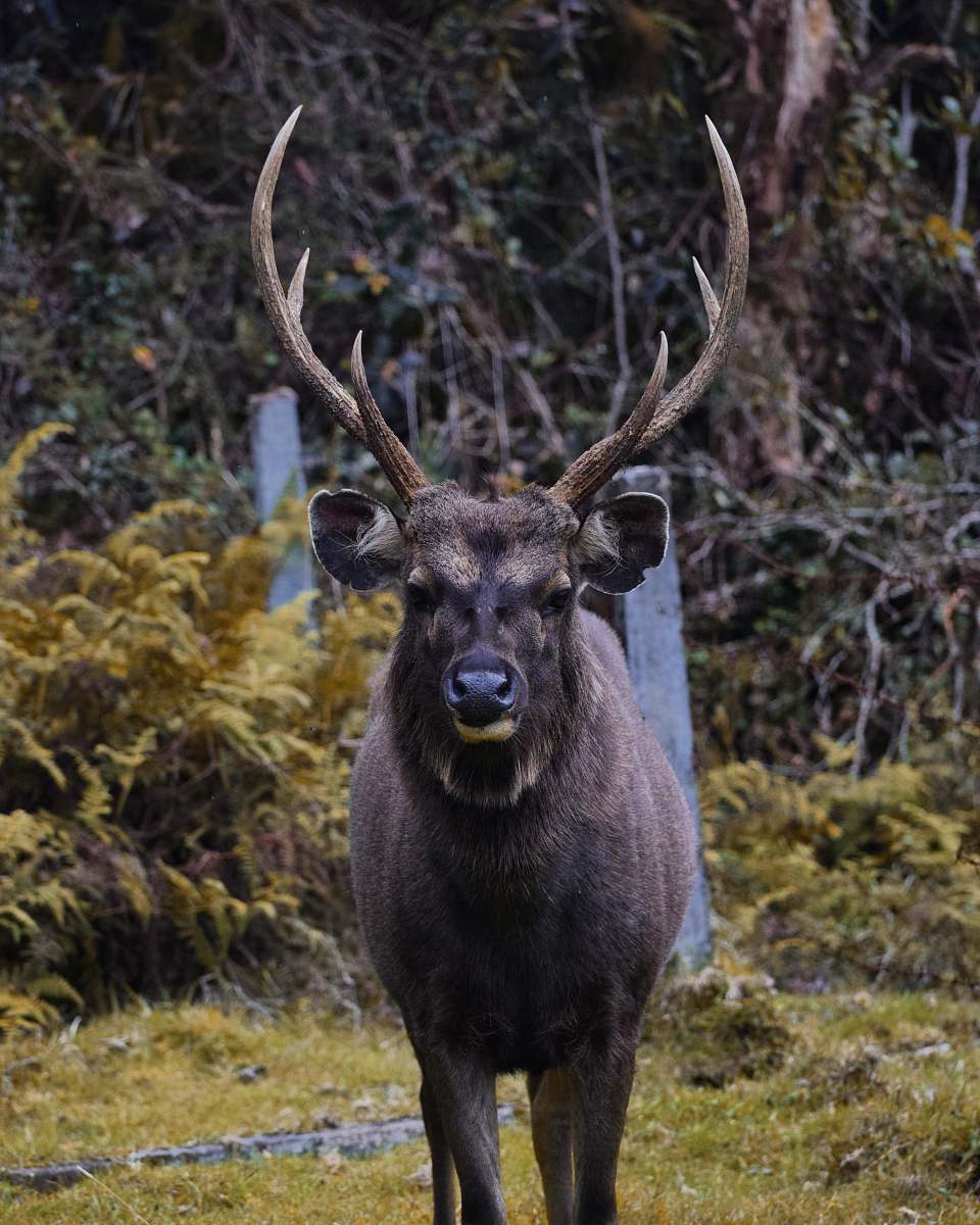 elk brown moose on green field wildlife