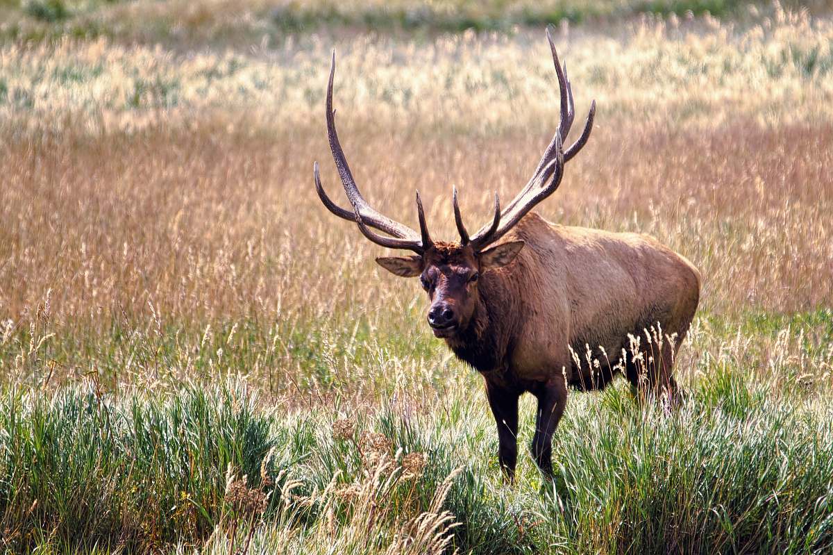 mammal brown moose surrounded by grass deer