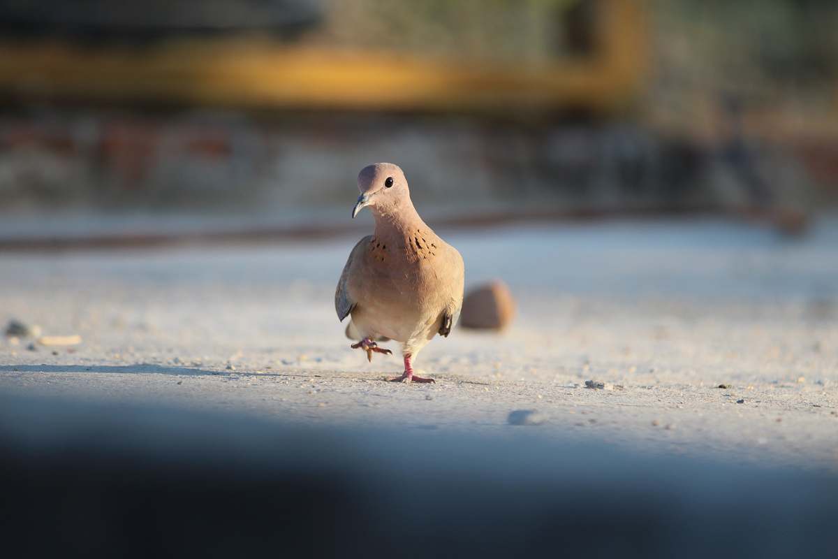 bird brown pigeon pigeon