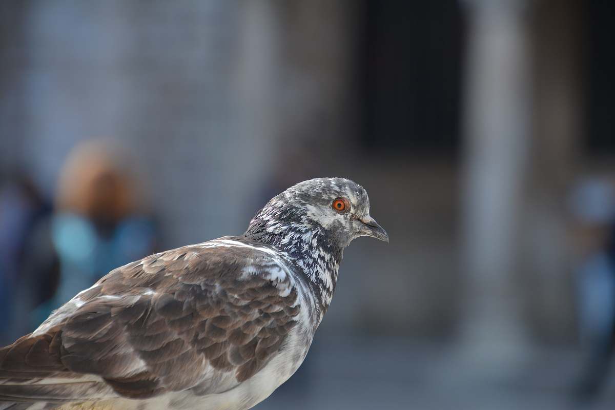 human brown pigeon person