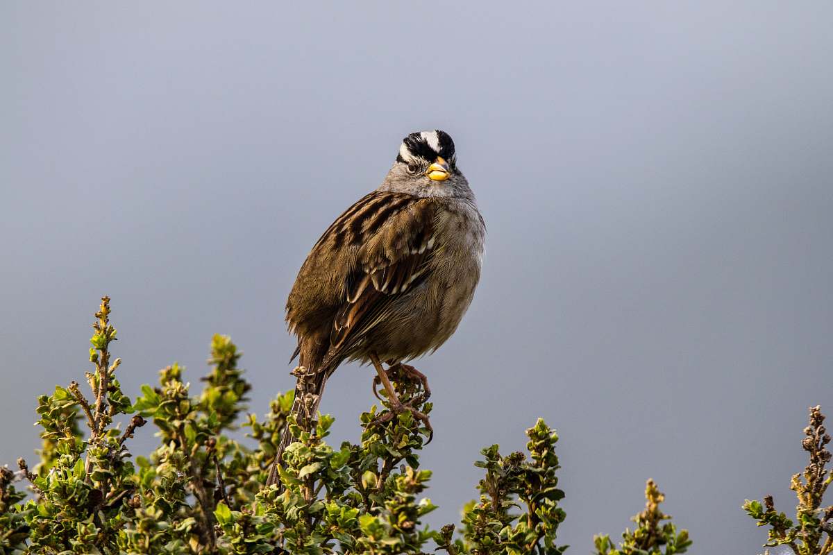 bird brown quail bird anthus