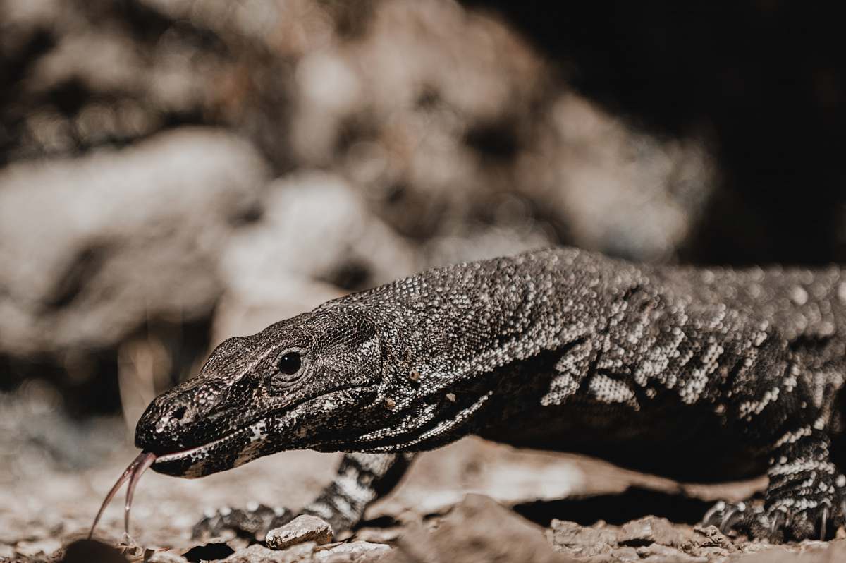 reptile brown reptile lizard
