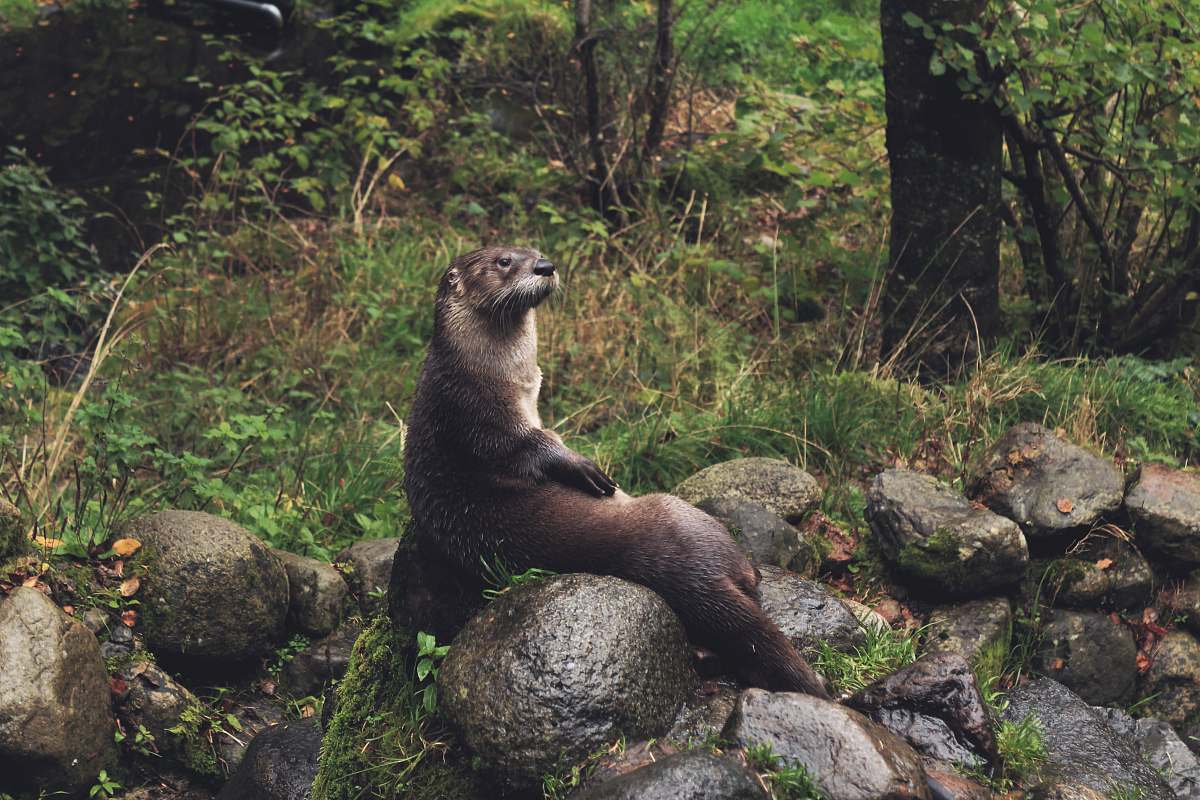 forest brown rodent sitting on gray stone in the forest otter