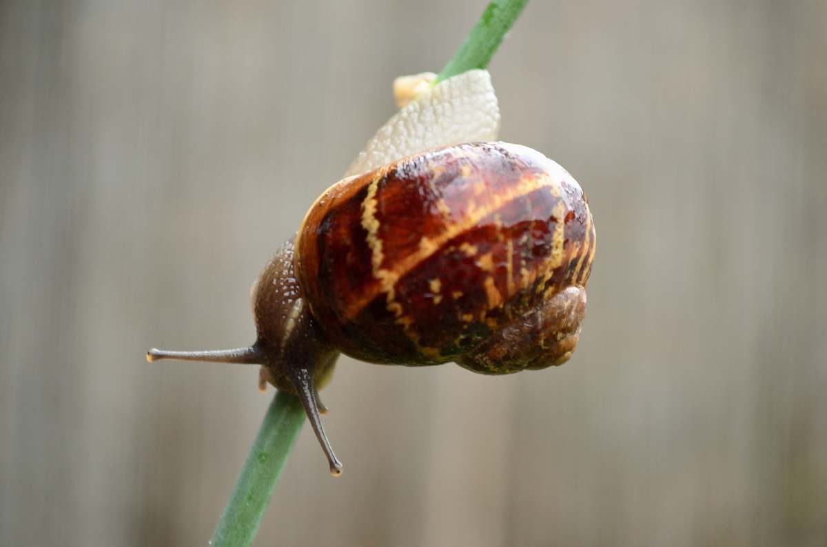 insect brown snail invertebrate