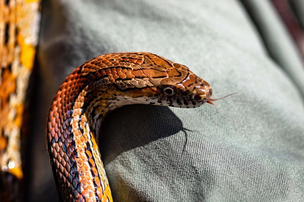 reptile brown snake snake