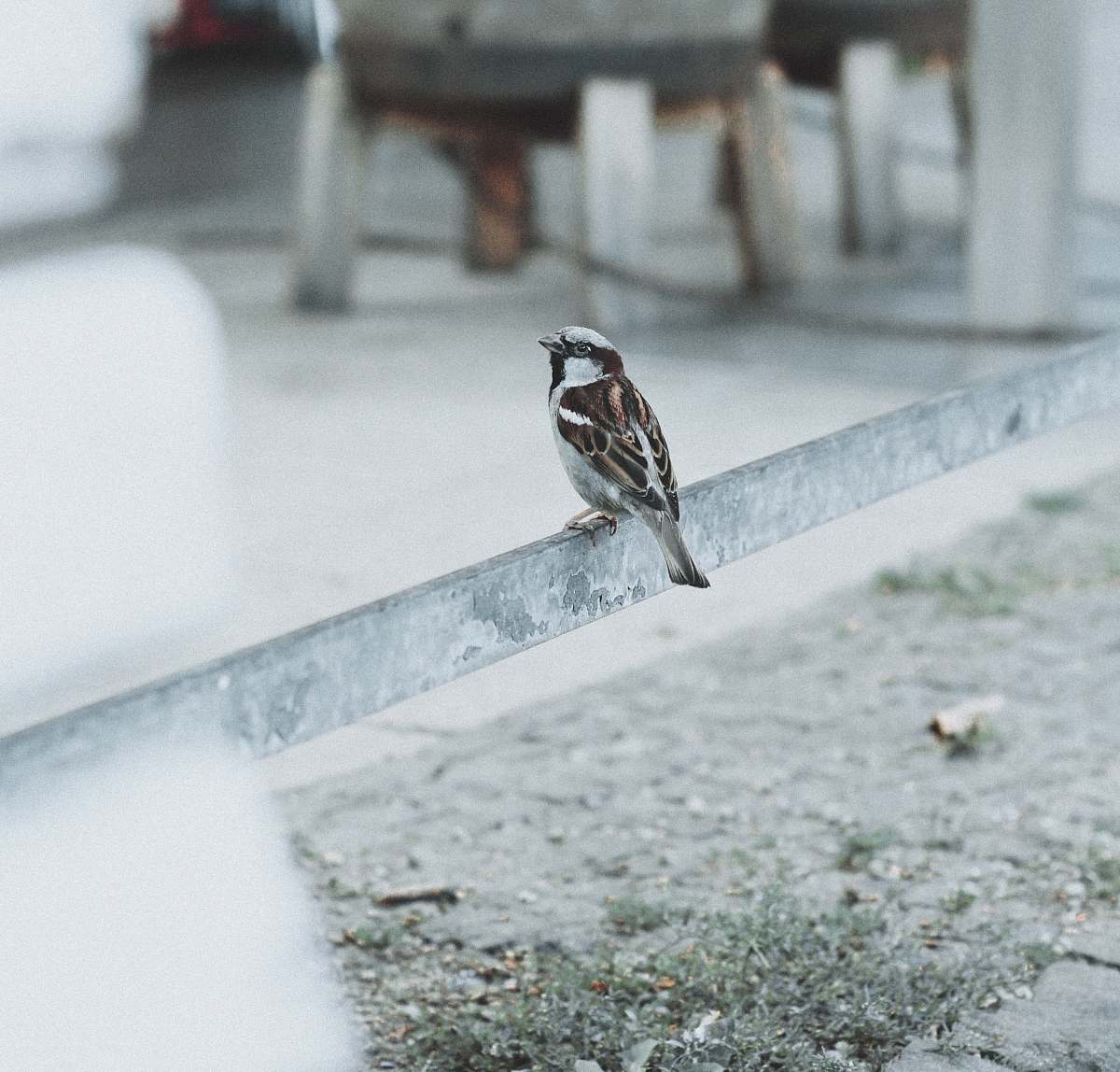bird brown sparrow standing on steel bar sparrow