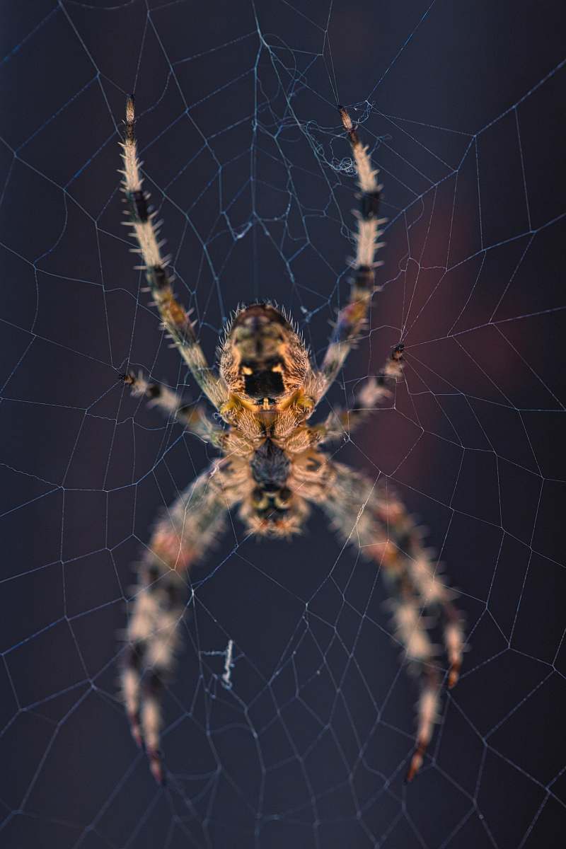 invertebrate brown spider on web spider