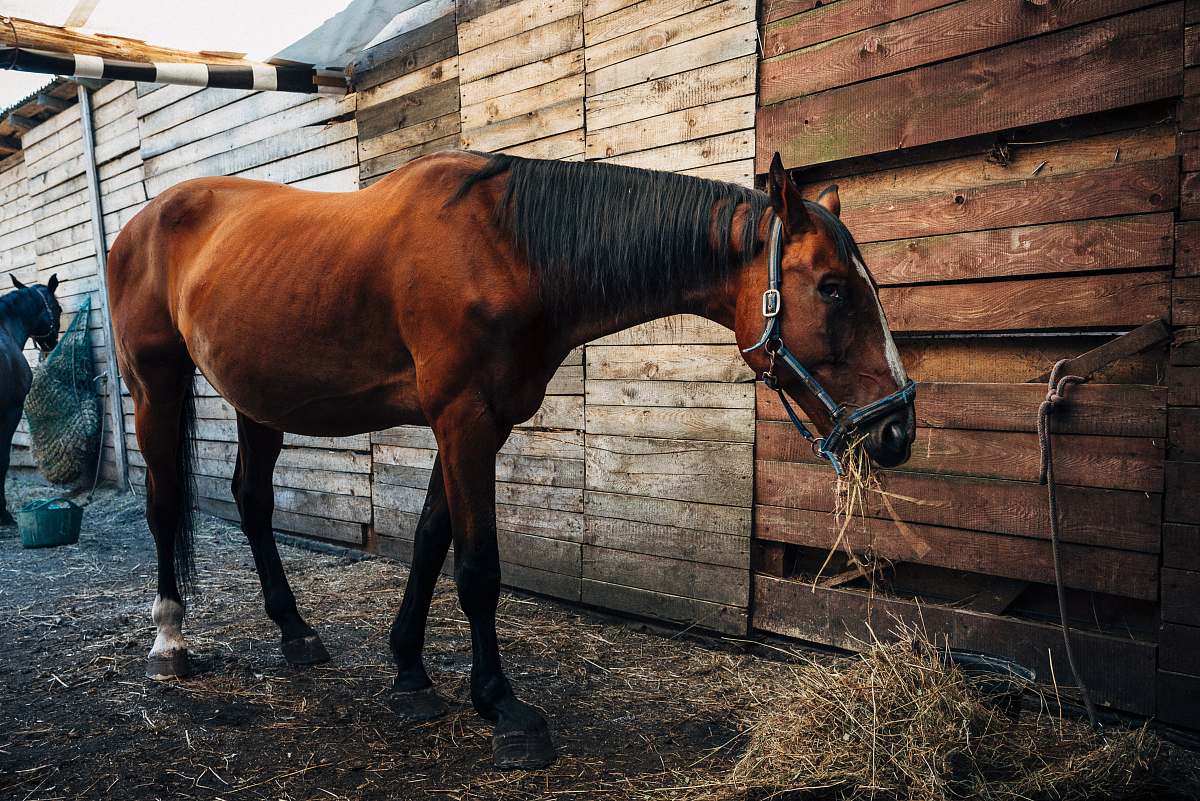mammal brown stallion horse near brown wall horse