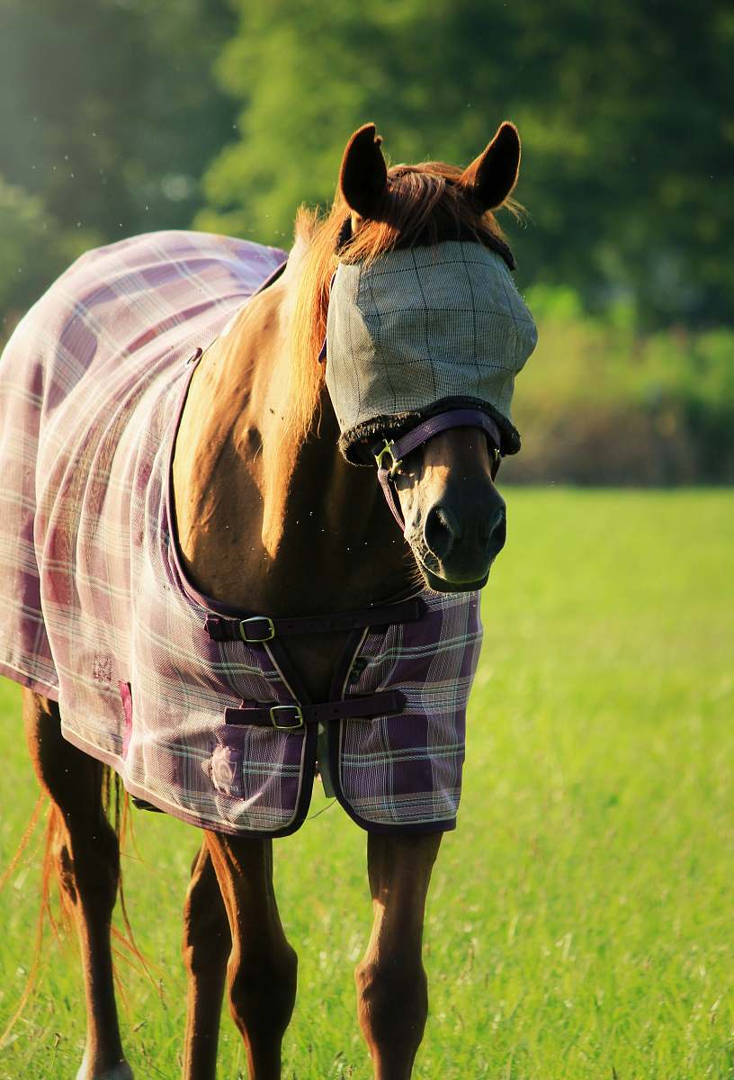 horse brown stallion horse with cover in eyes mammal