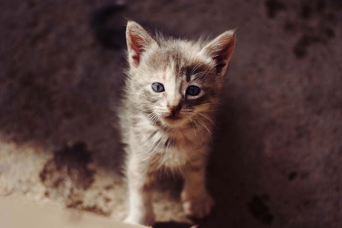 cat brown tabby kitten pet