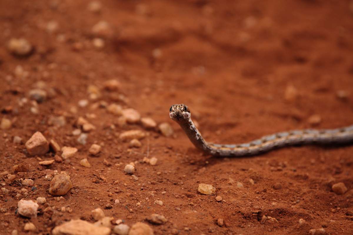 snake brown tiny snake crawling on dirt soil reptile