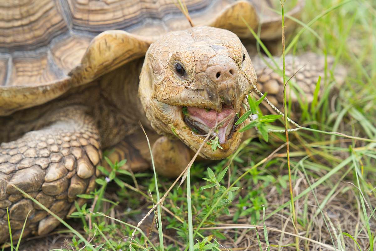 reptile brown turtle turtle
