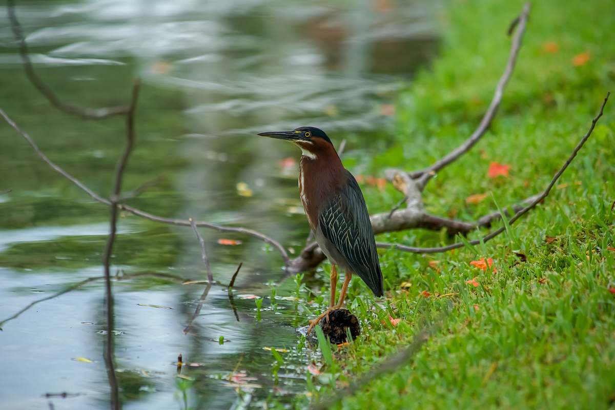 bird brown, white, and black bird near body of water waterfowl