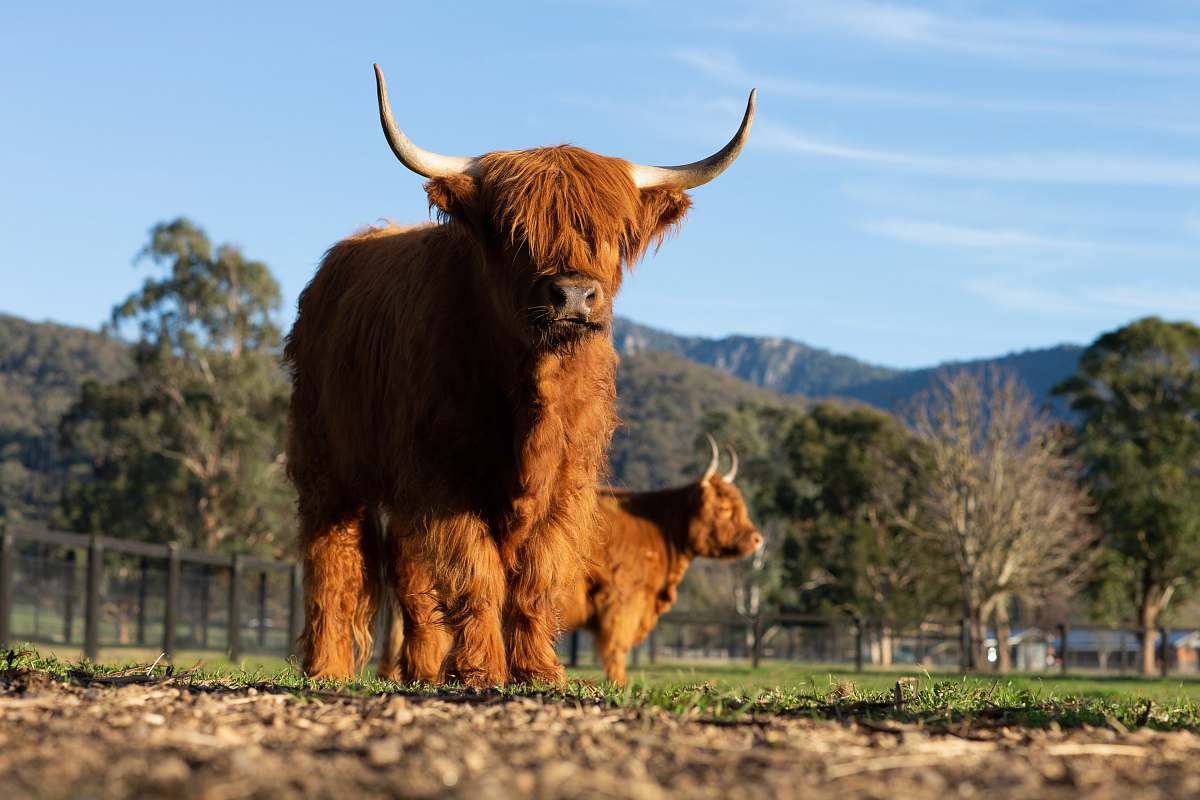 mammal brown yak cattle