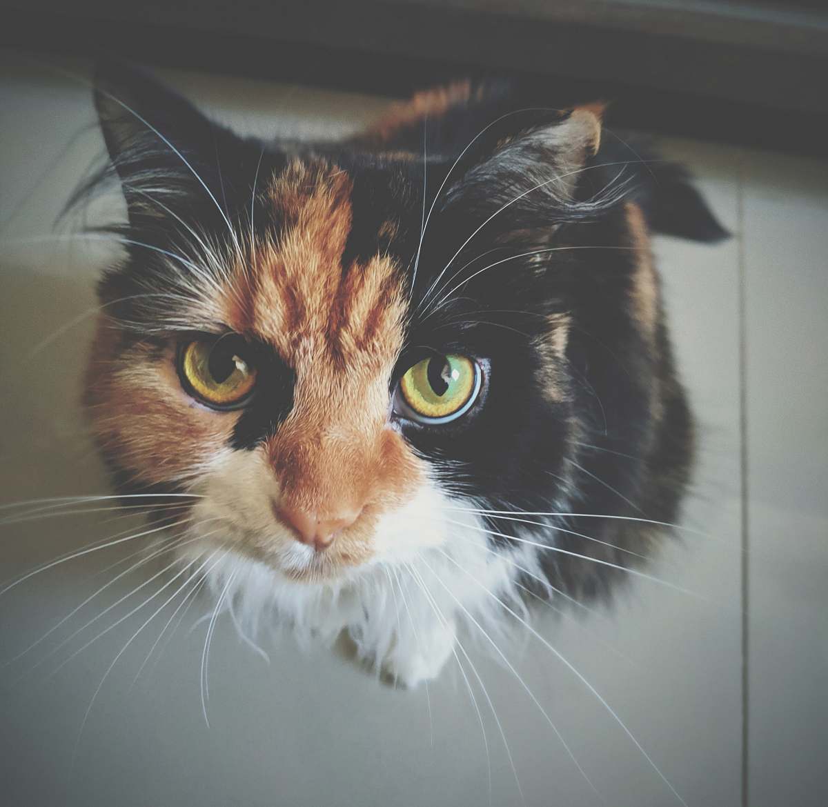 cat calico cat pet