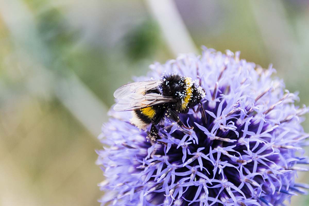 apidae carpenter bee on blue flower in macro photography bee