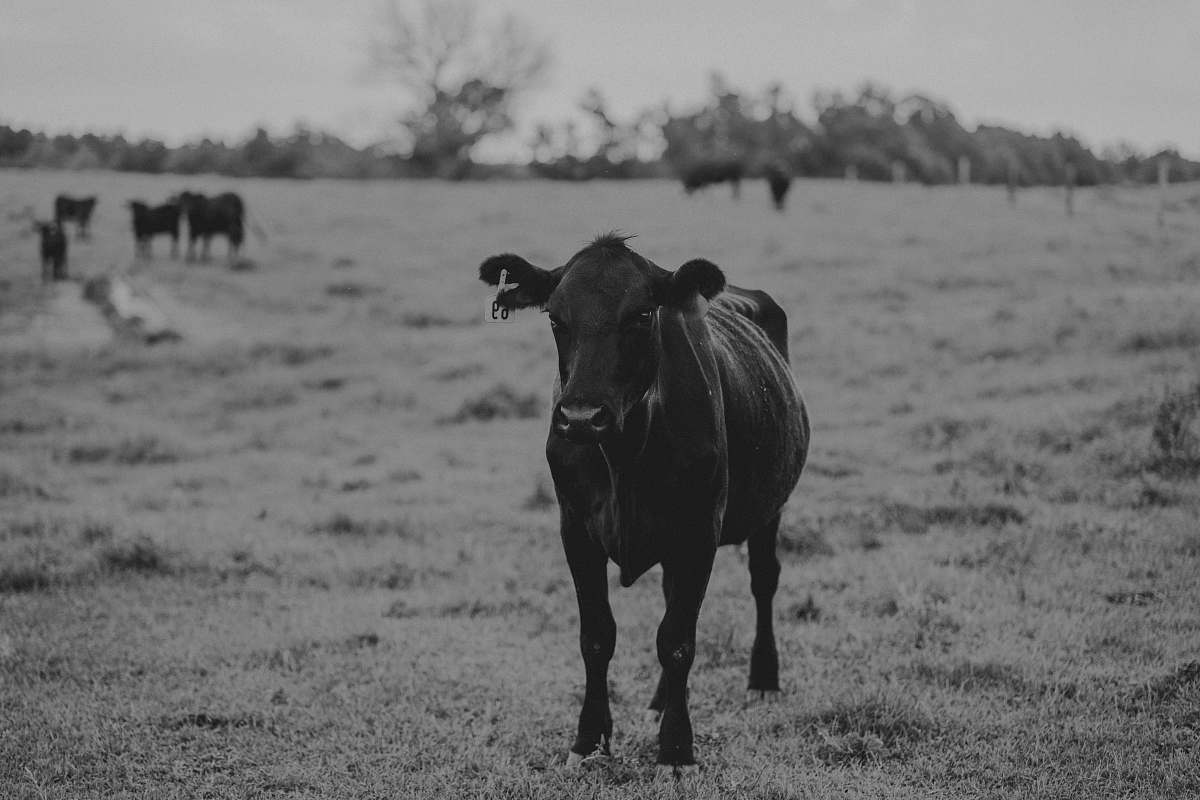 black-and-white cattle calf on grass during day cattle