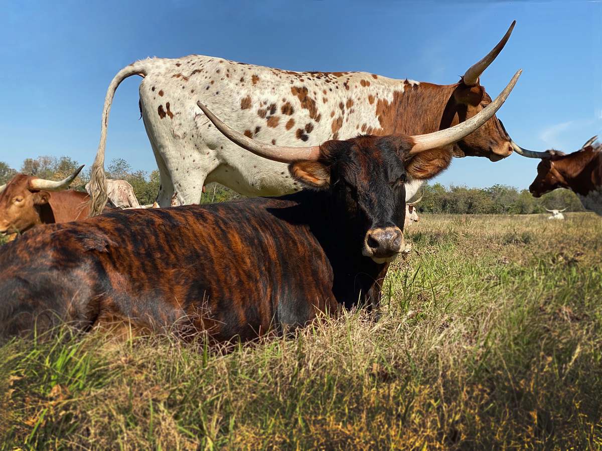 cattle cattle on green grasses during daytime longhorn