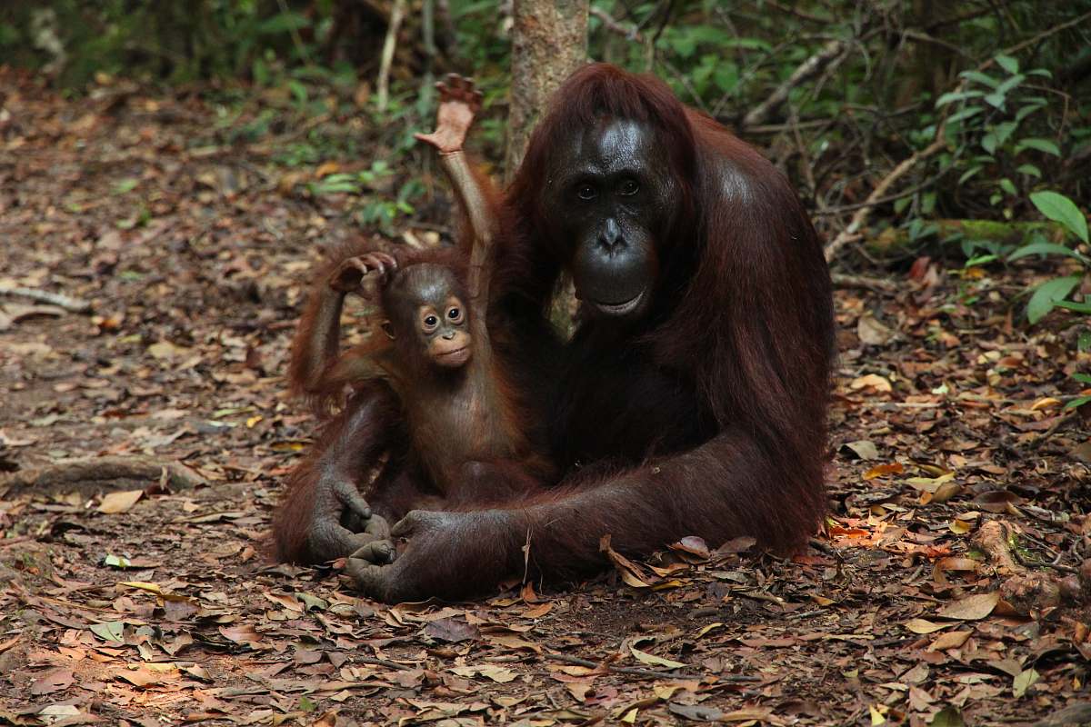 monkey Chimpanzee hugging baby on land orangutan