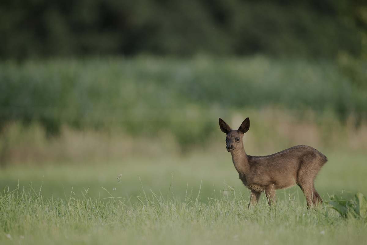 wildlife close-up photo of brown deer standing on green grass field antelope