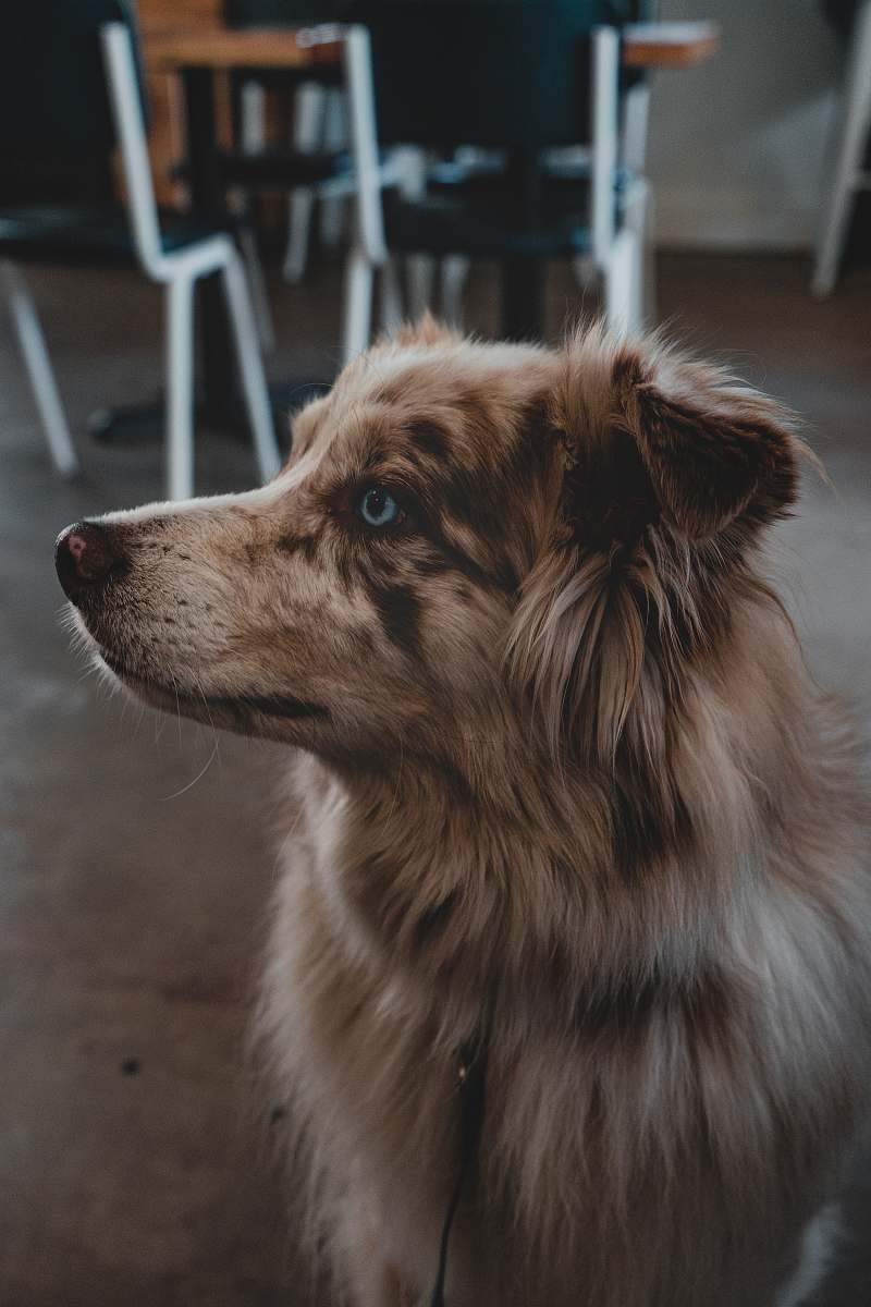 dog close-up photography of border collie pet