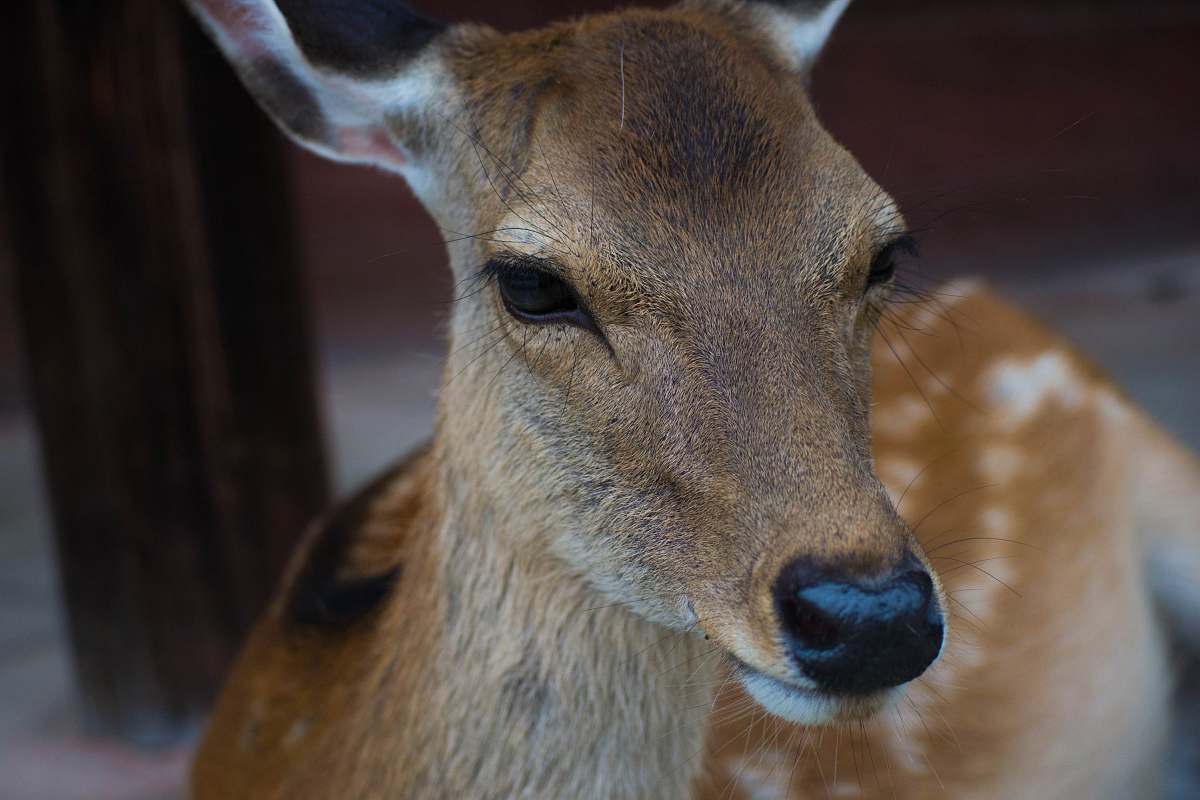 deer close-up photography of brown deer wildlife