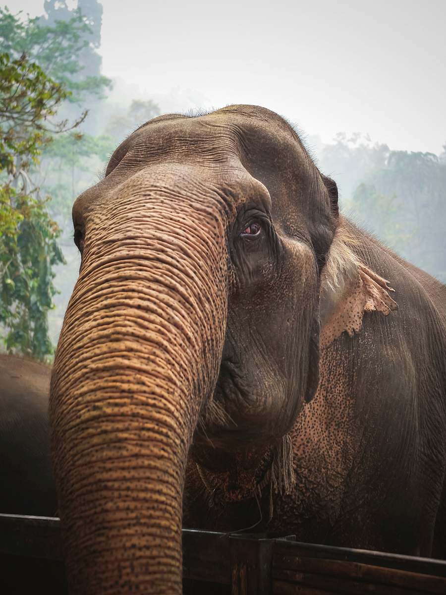 mammal close-up photography of brown elephant elephant