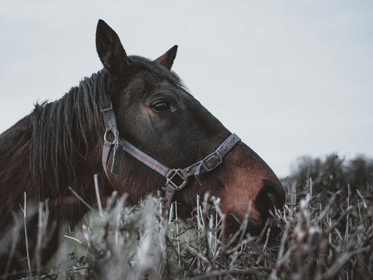 horse close-up photography of brown horse mammal