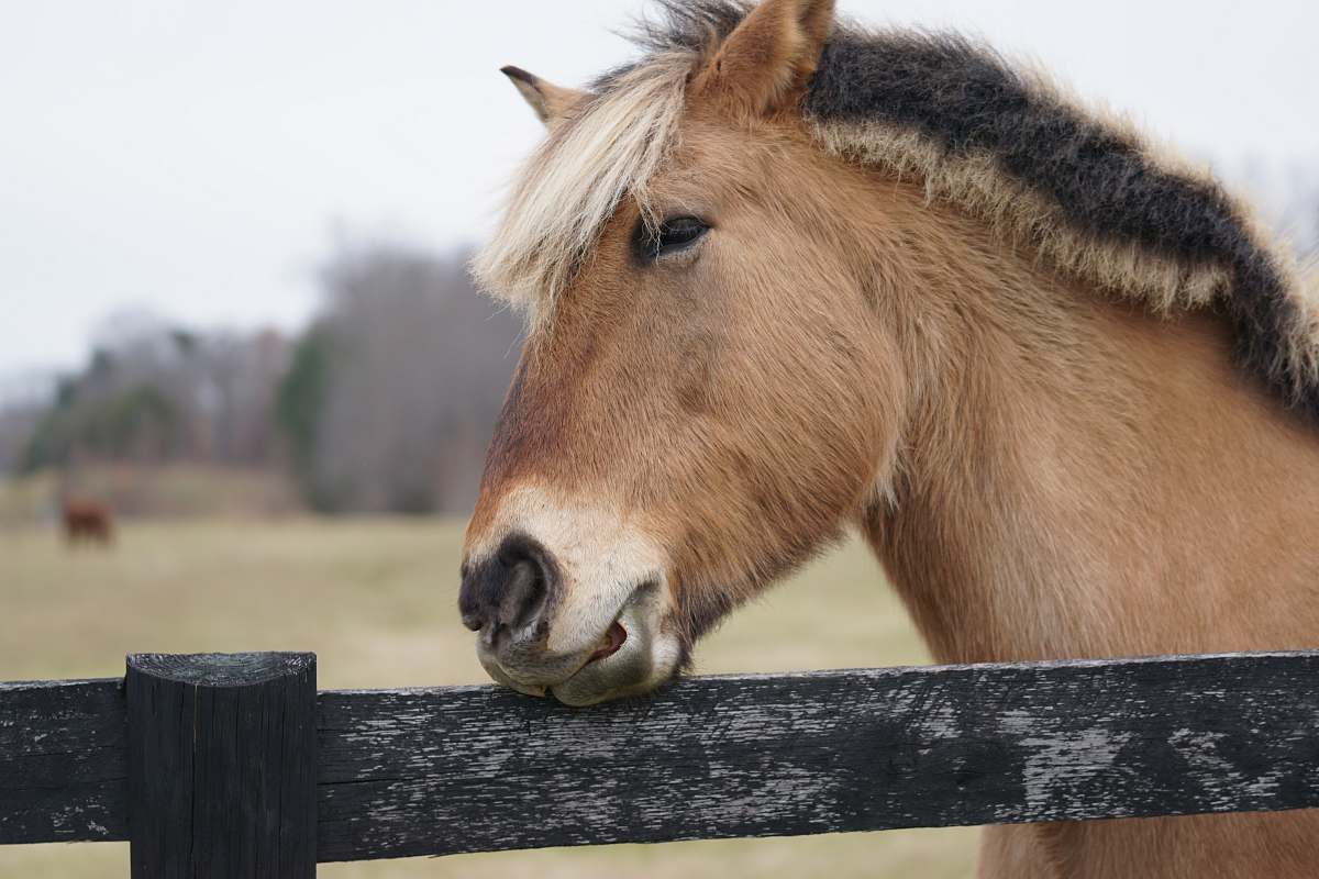 mammal close-up photography of brown horse horse