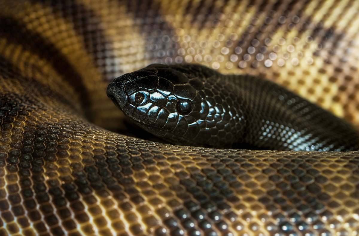 reptile close-up photography of brown snake snake