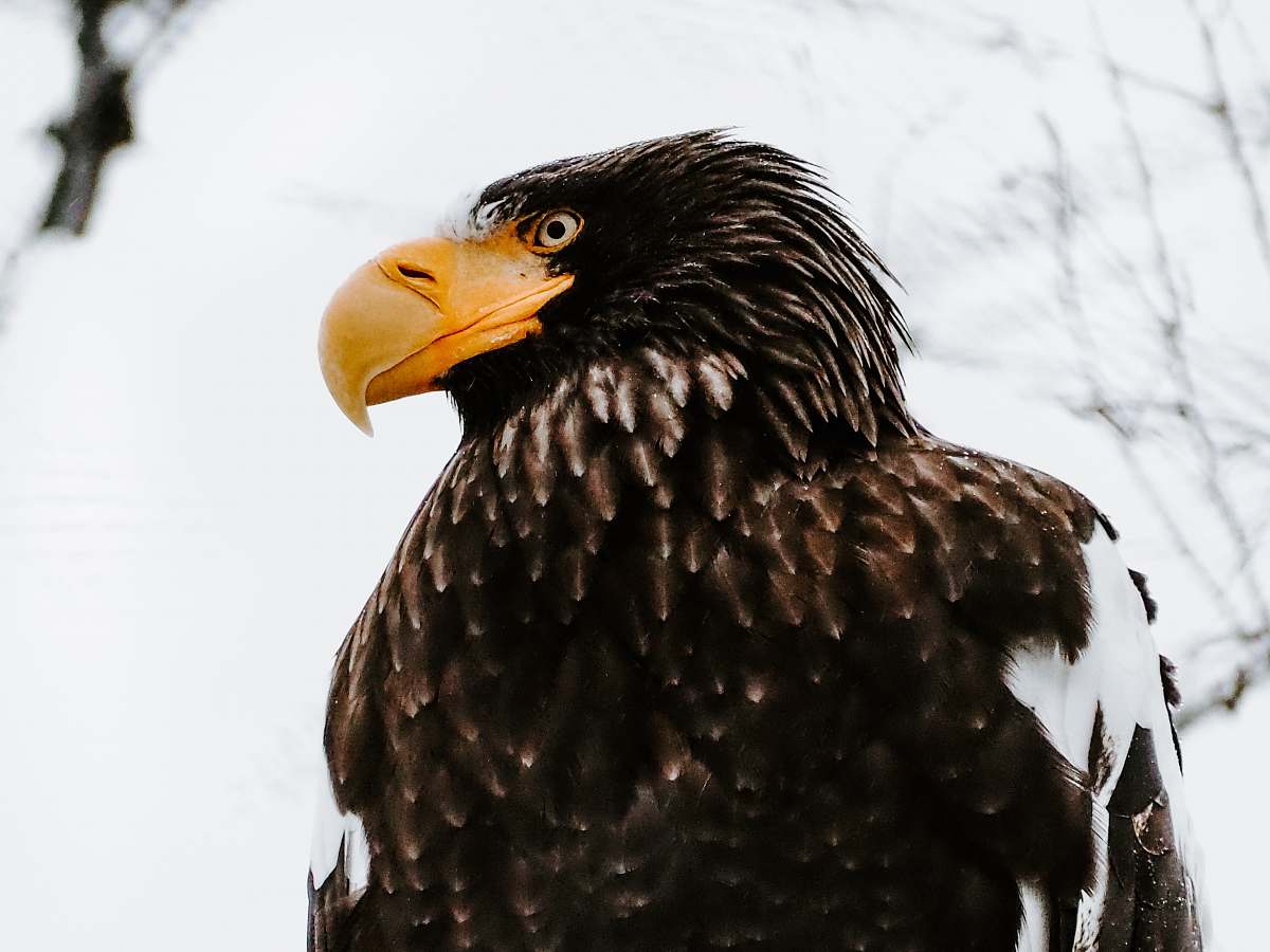 bird close-up photography of eagle eagle