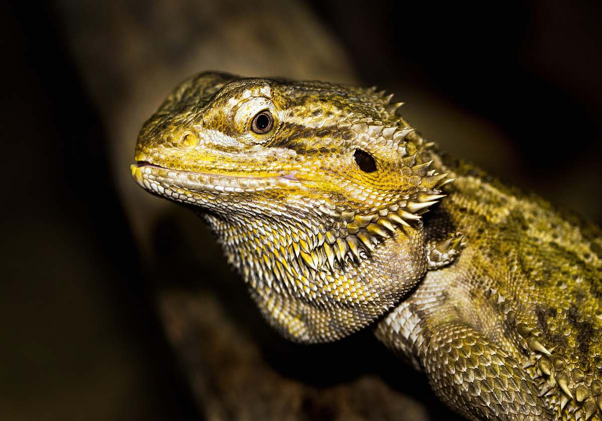 lizard close-up photography of green iguana reptile