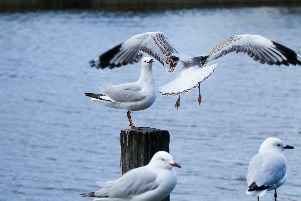 bird close-up photography of gull birds seagull