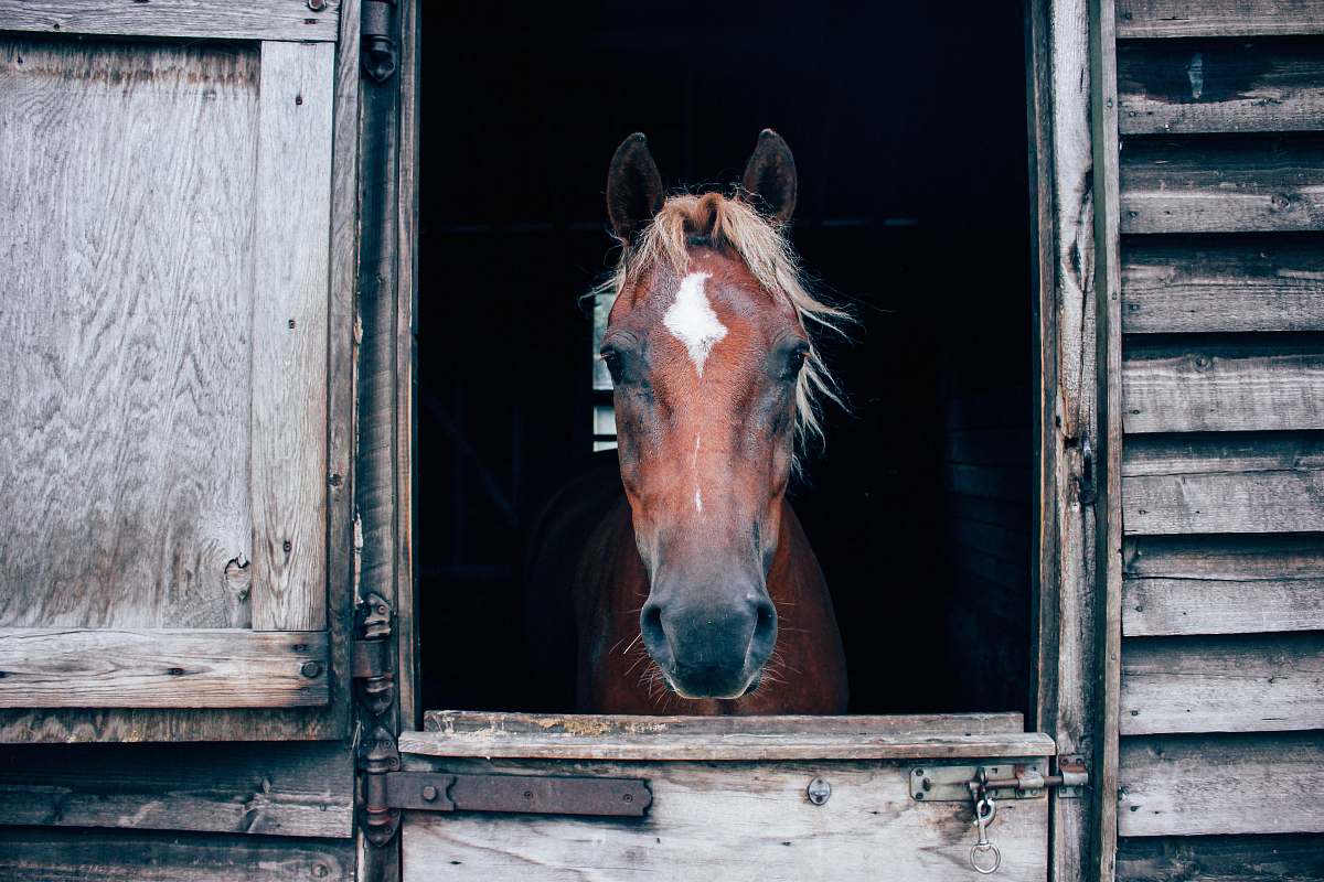 mammal close-up photography of horse in barn colt horse